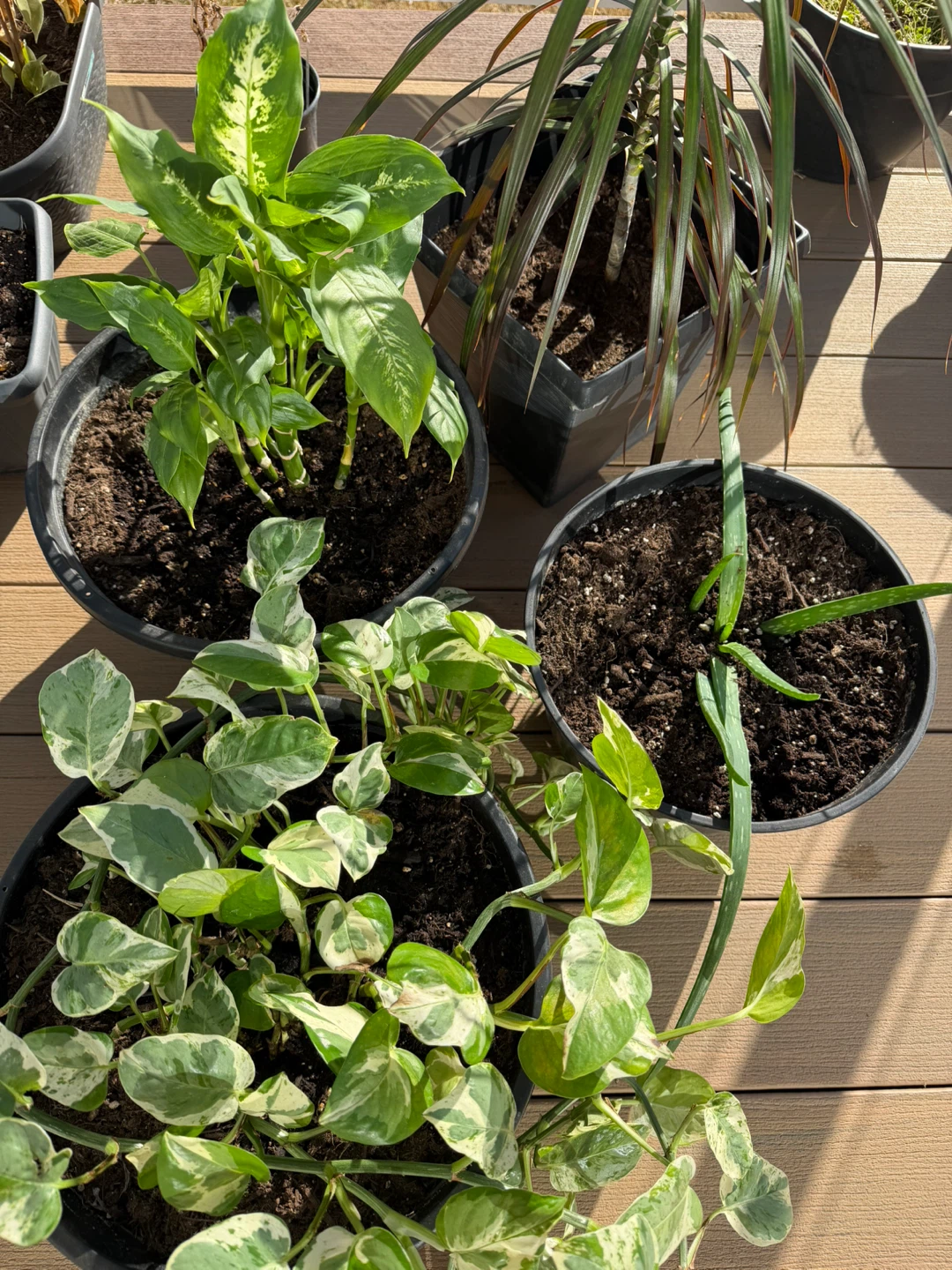 Potted Plants