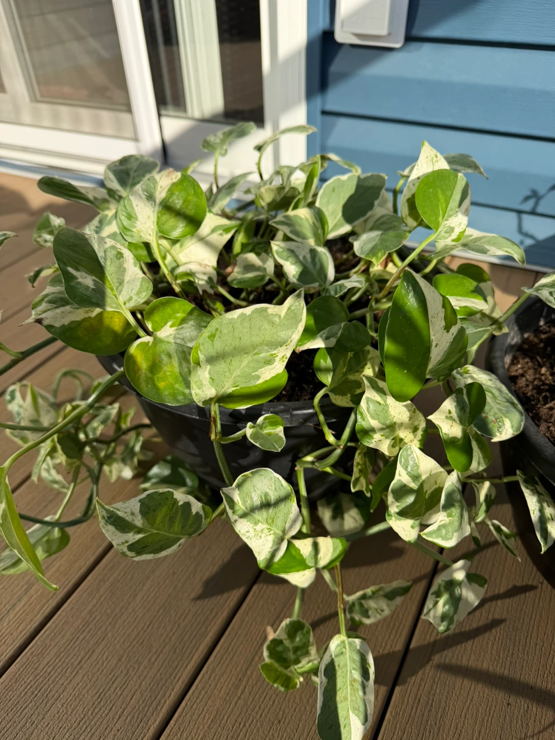Potted Plants - photo 3