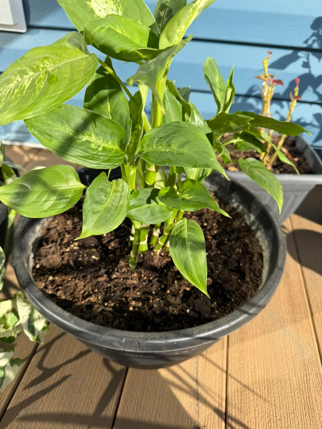 Potted Plants - photo 4