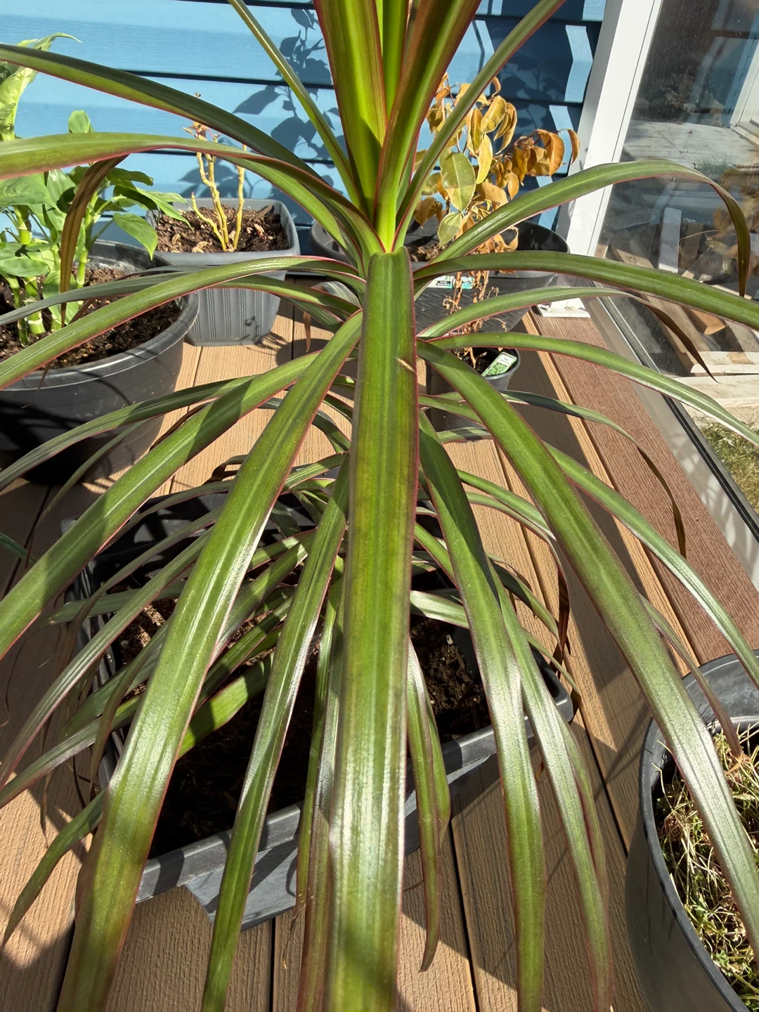 Potted Plants - photo 5