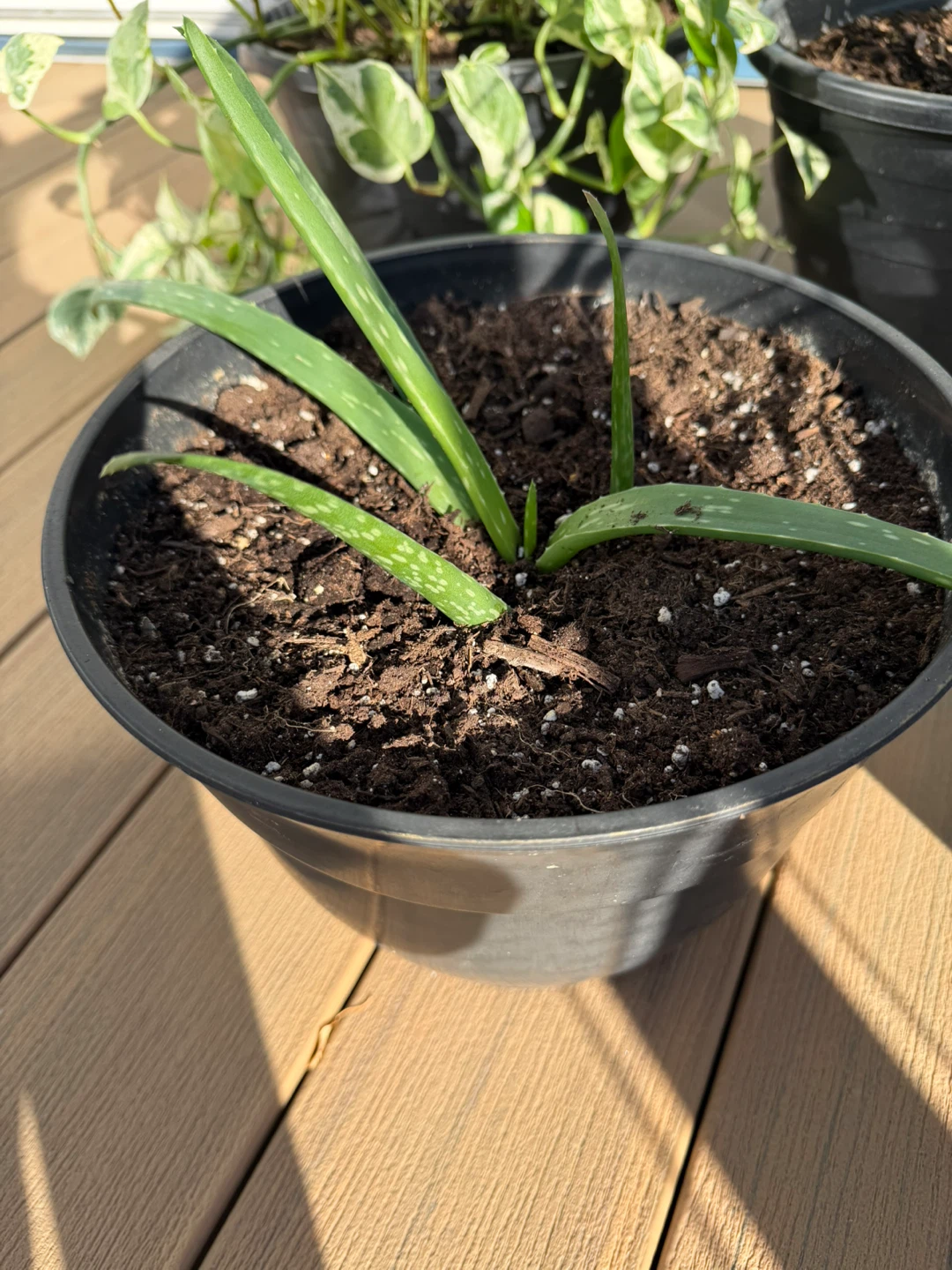 Potted Plants - photo 2