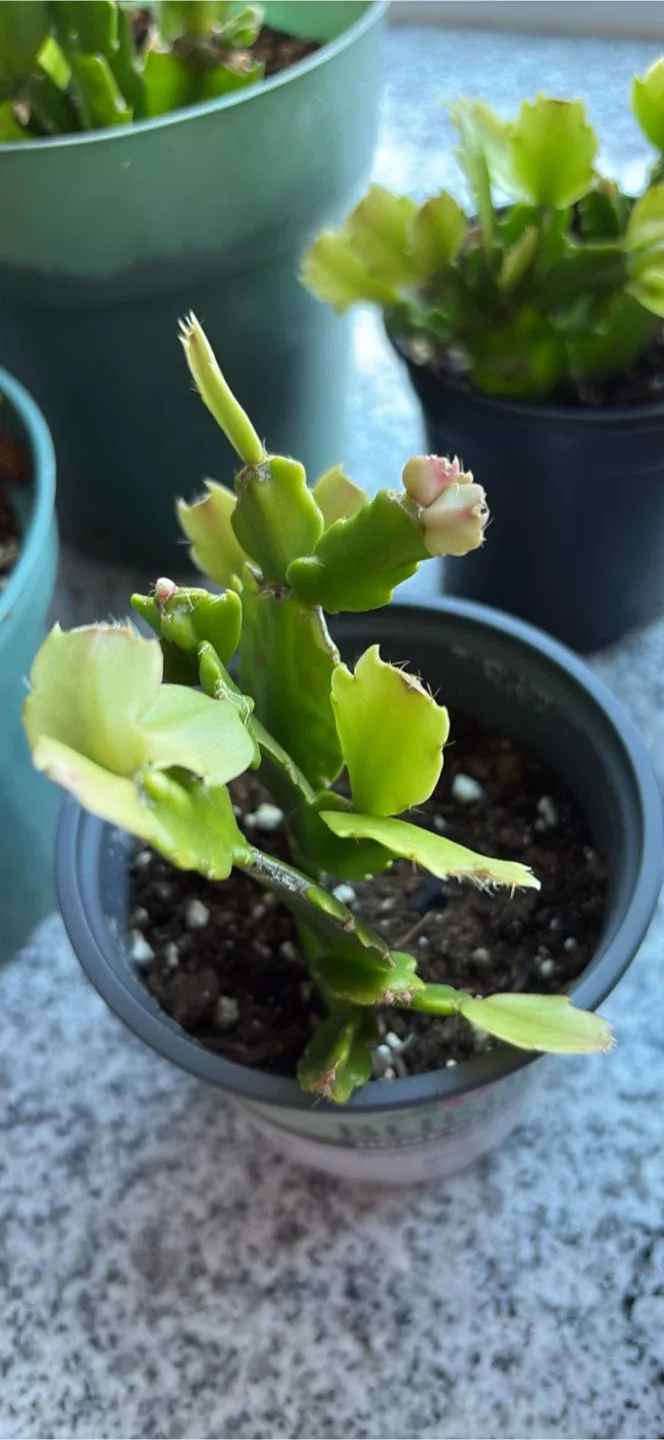 Christmas Cactus Plants $5/each image indicator(2)