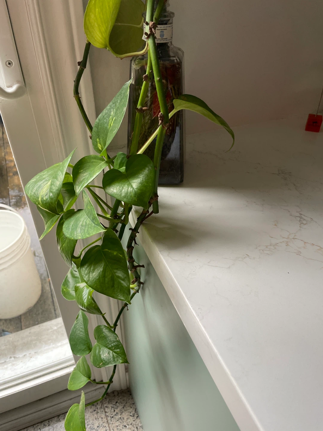 Pothos Golden Pothos Plant - photo 2