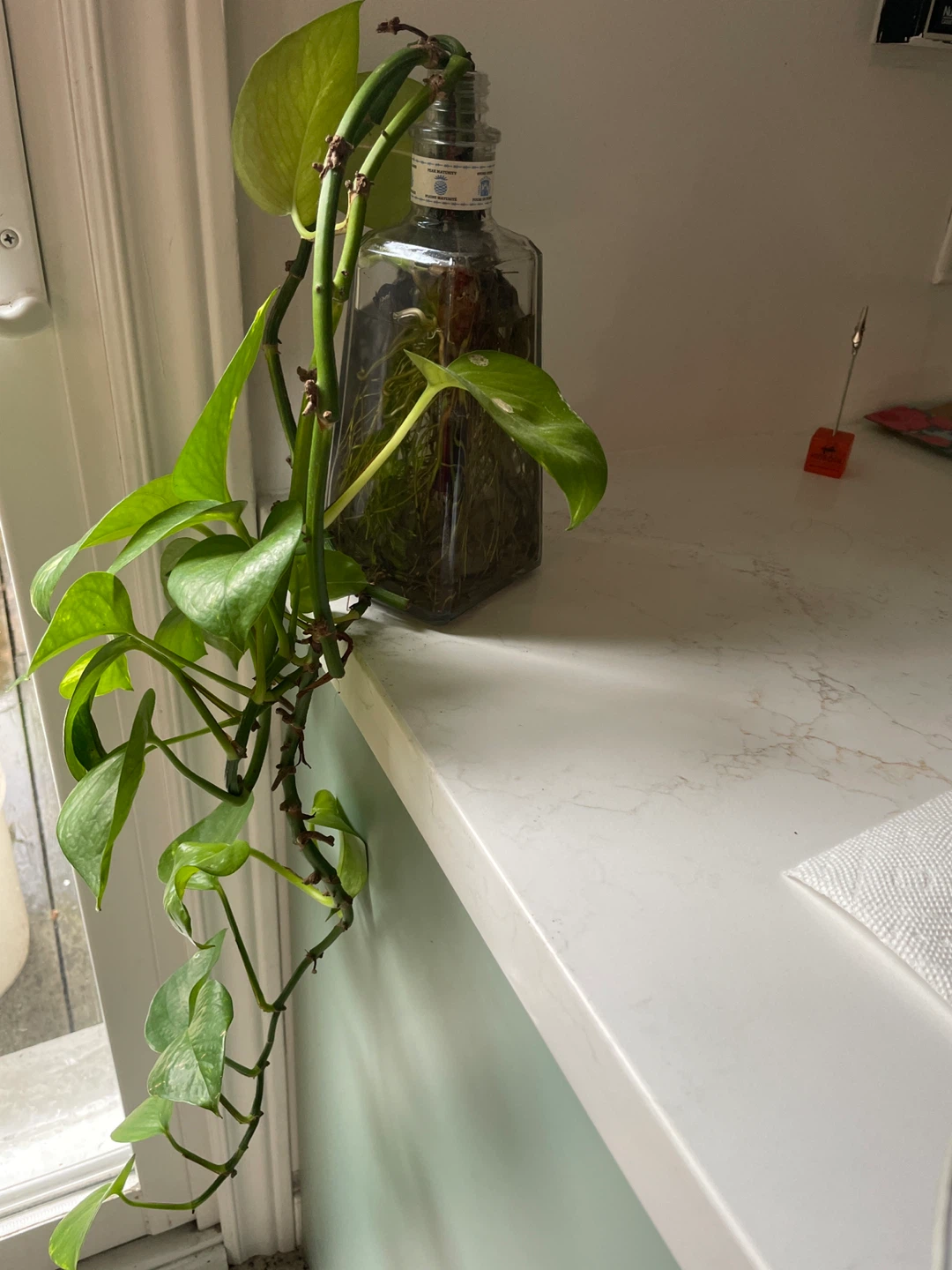 Pothos Golden Pothos Plant