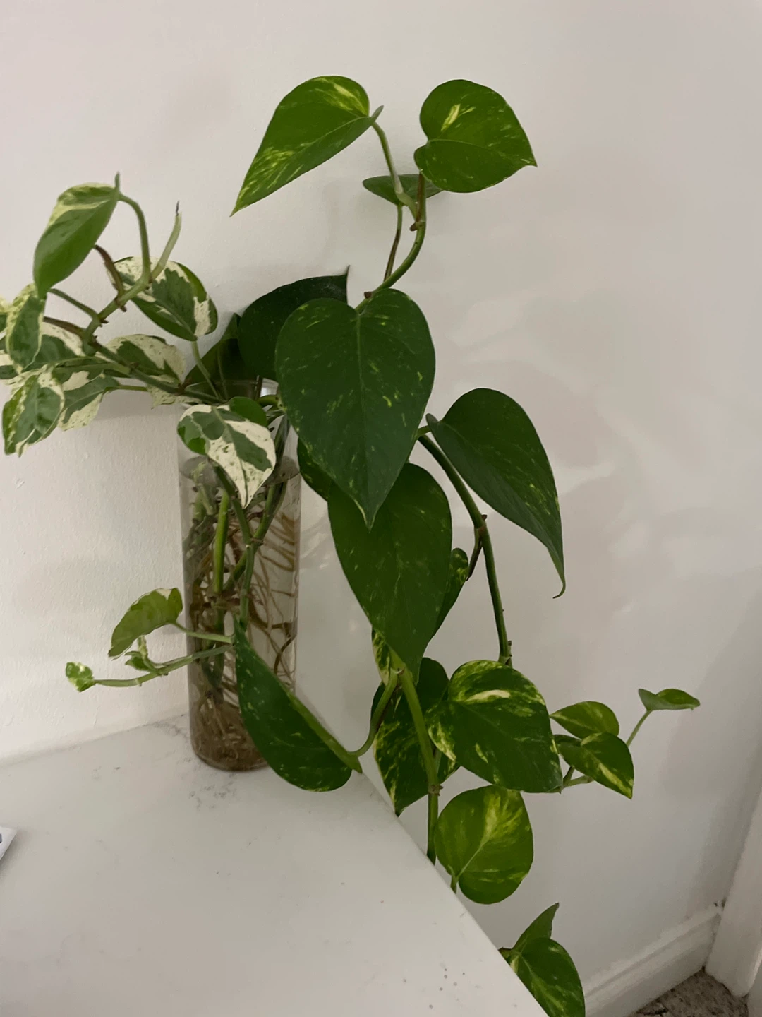 Pothos plant in the class - photo 2