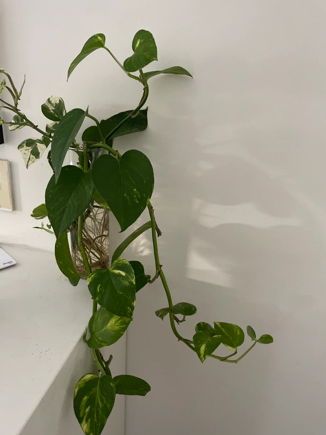 Pothos plant in the class