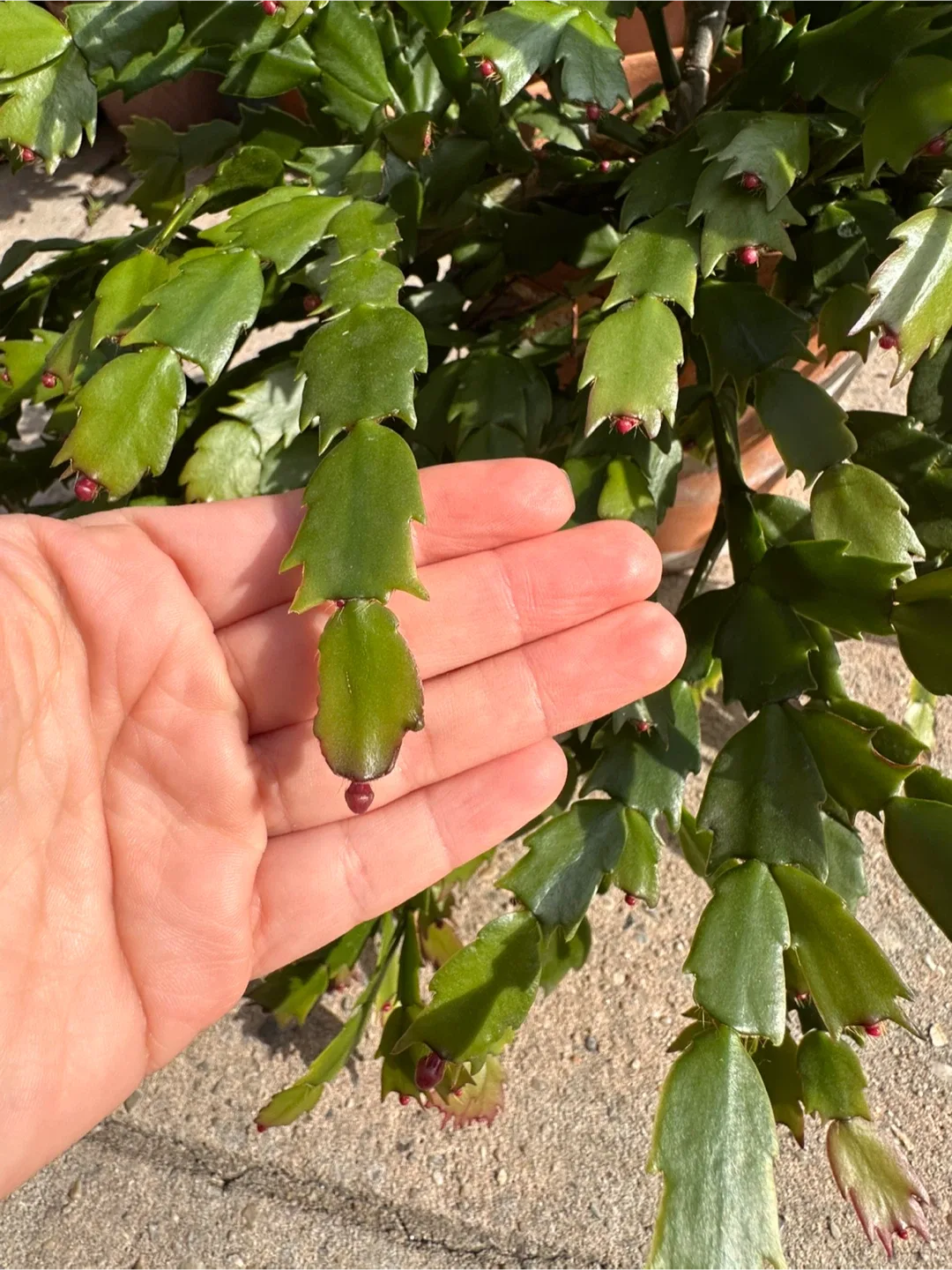 Christmas Cactus Plant image indicator(4)