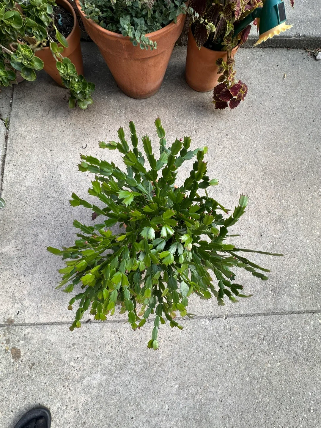 Christmas Cactus Plant image indicator(2)