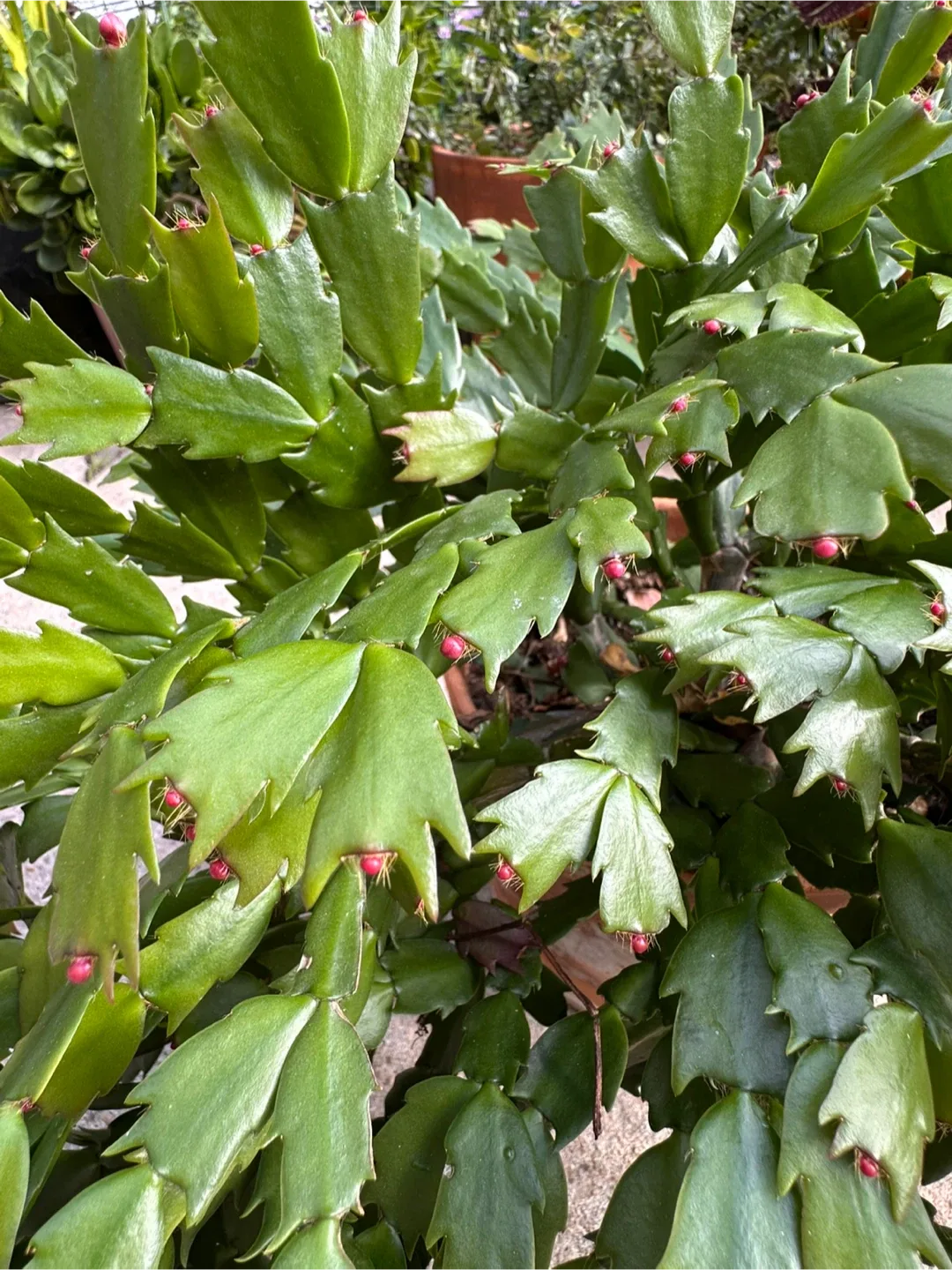 Christmas Cactus Plant image indicator(3)