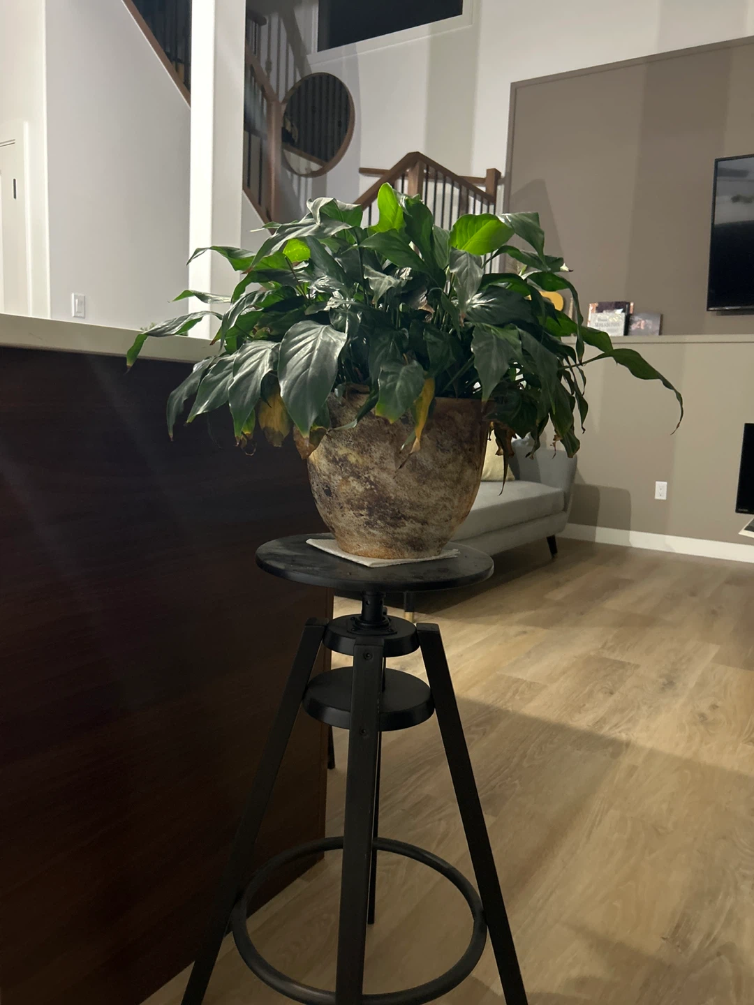 Plant