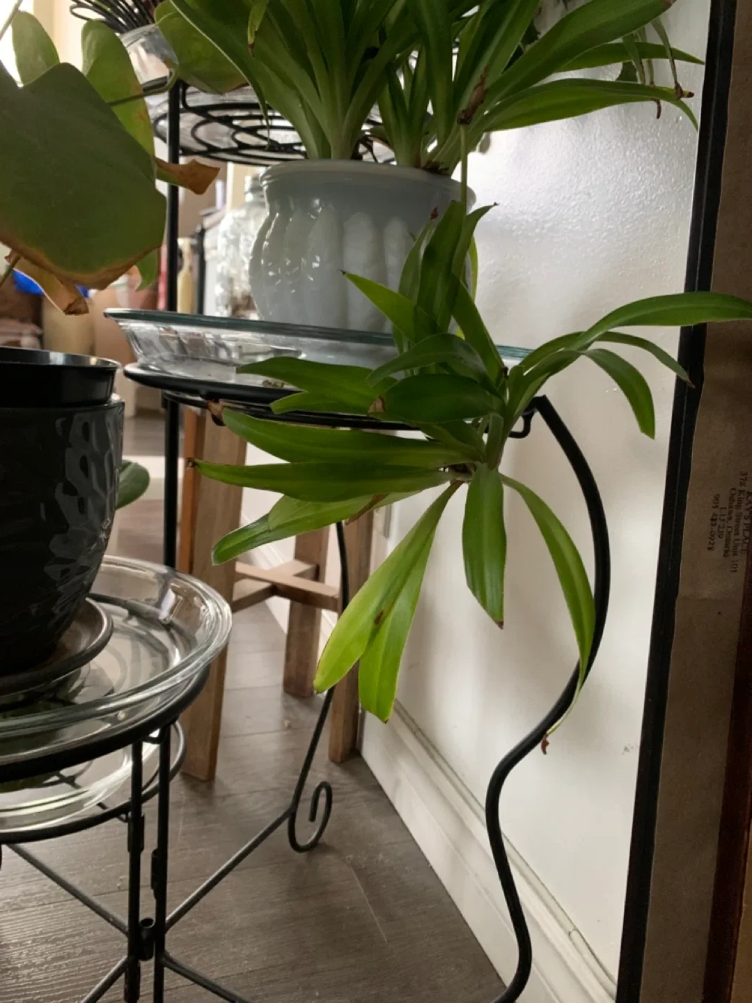 Spider Plant Baby Cutting thumbnail