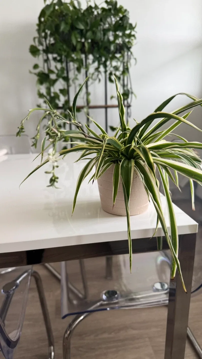 Spider Plant in Pot thumbnail