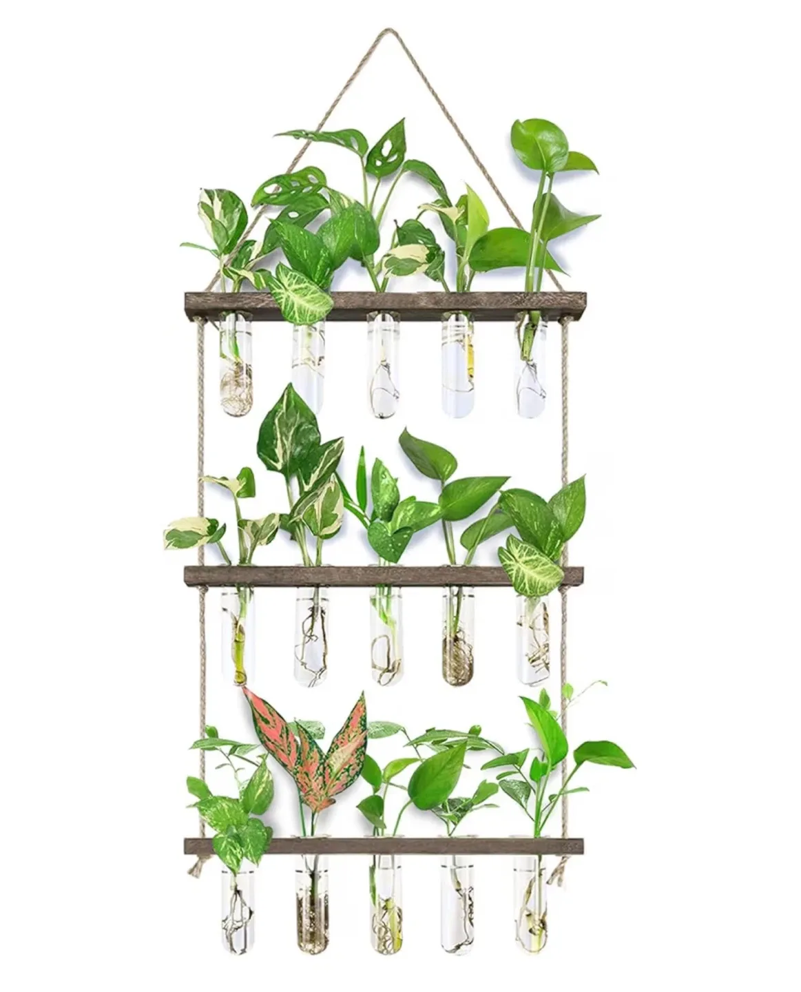Hanging Plant Propagation Station/Plants