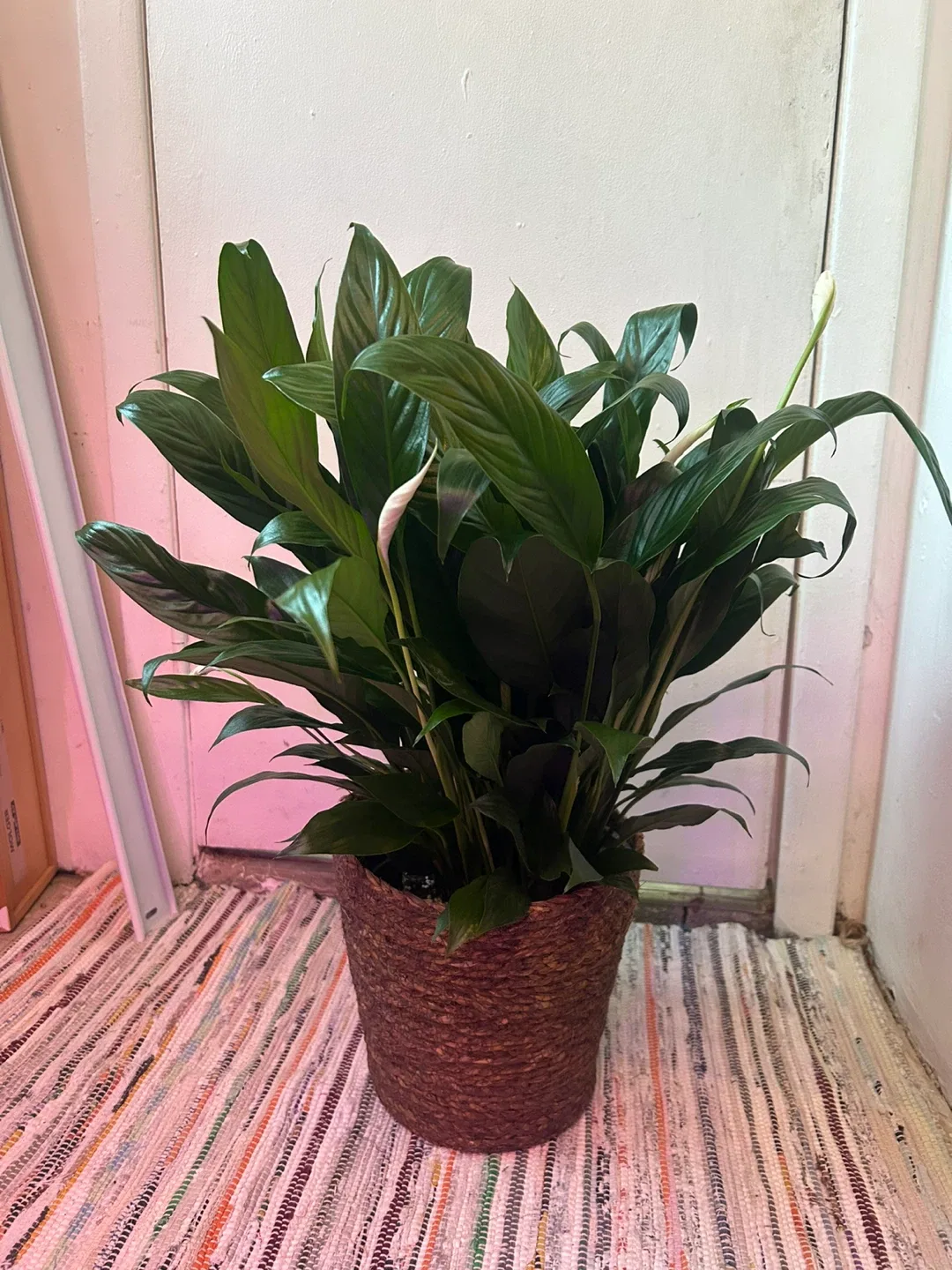 Peace lily thumbnail