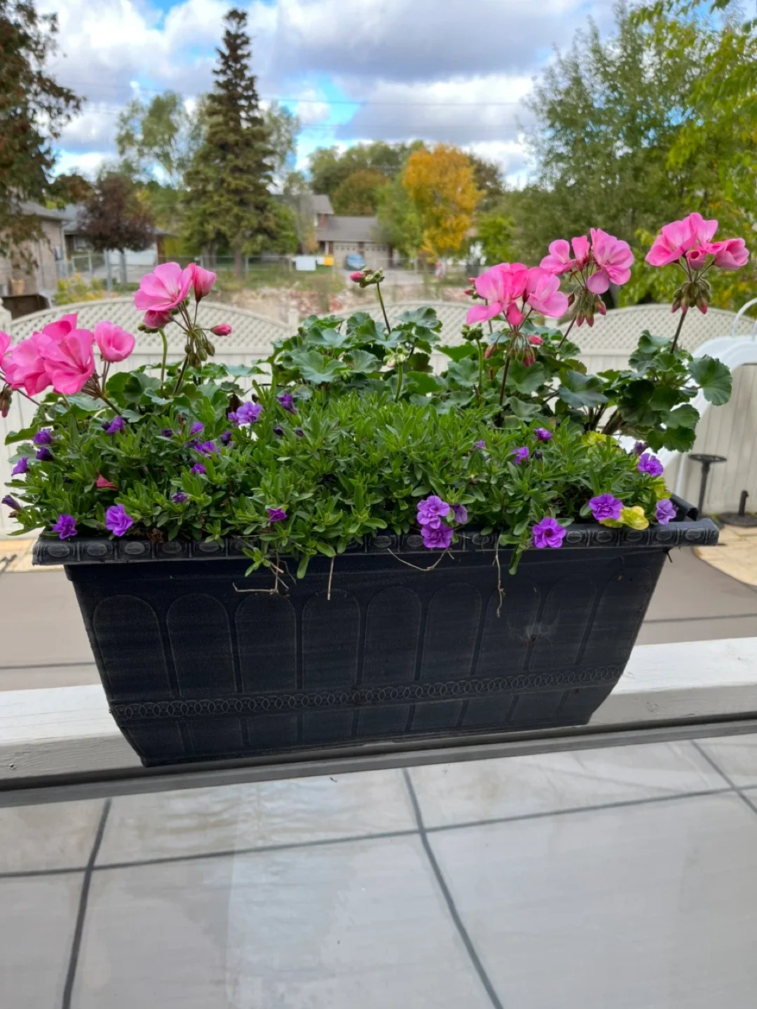 Geranium flower Window Box image indicator(2)