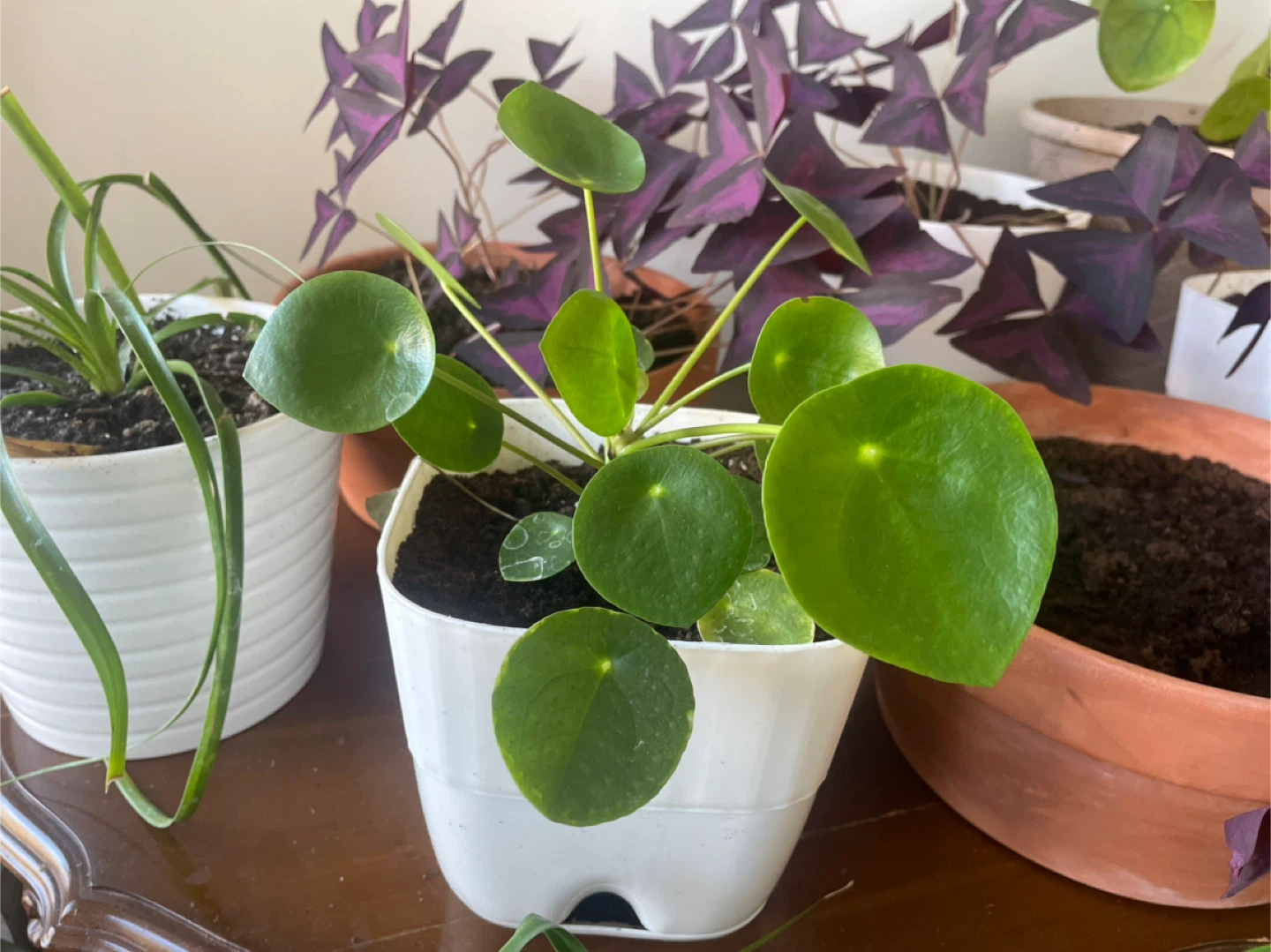 Pilea peperomioides (Chinese Money Plant)