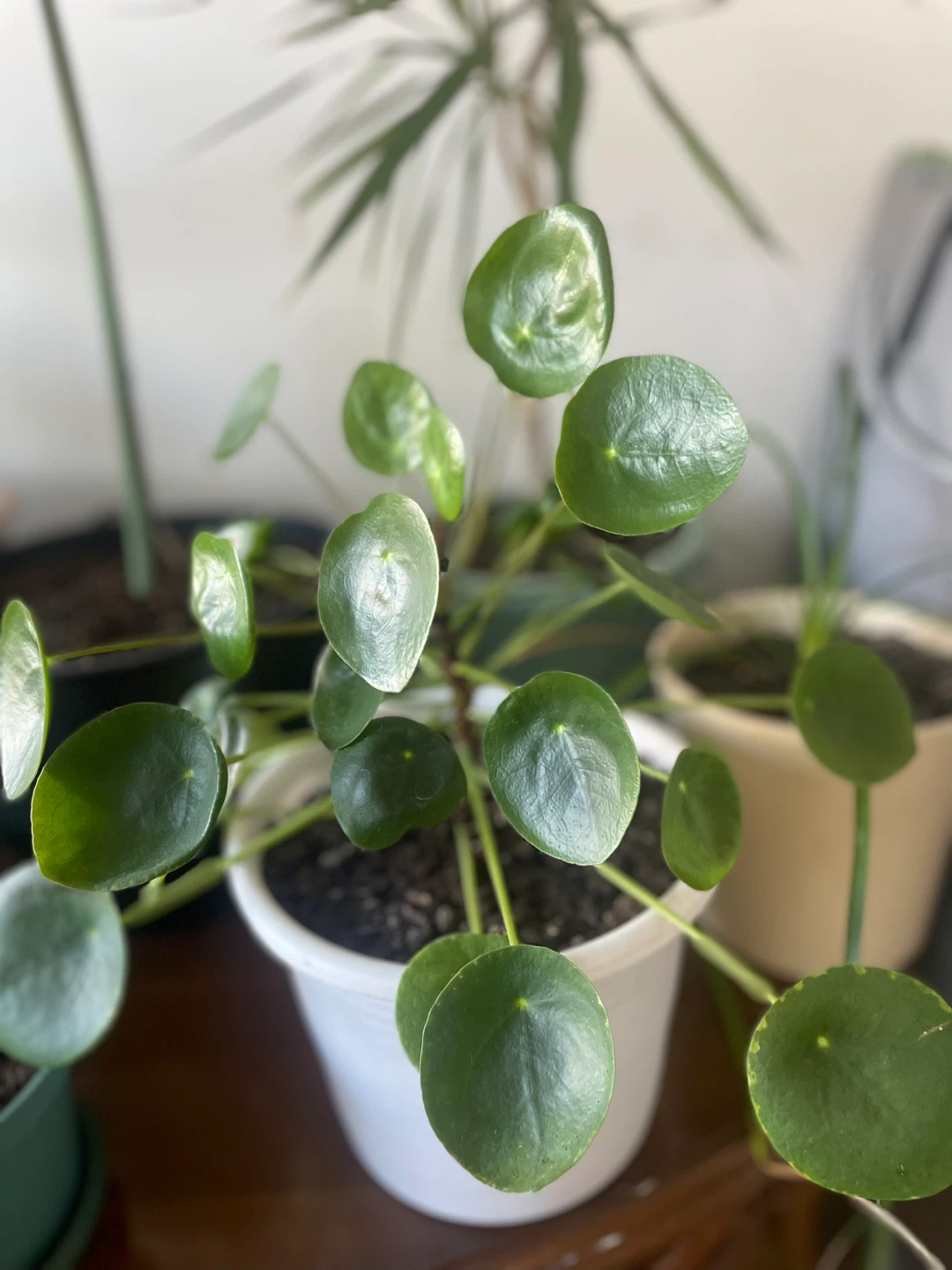 Pilea peperomioides Plant