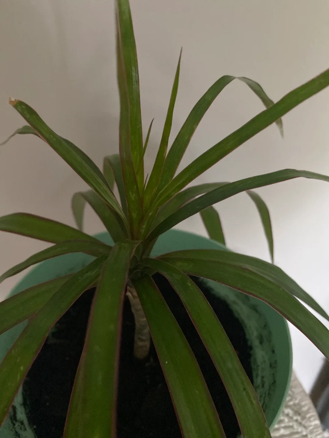 Potted Dracaena Marginata Plant thumbnail