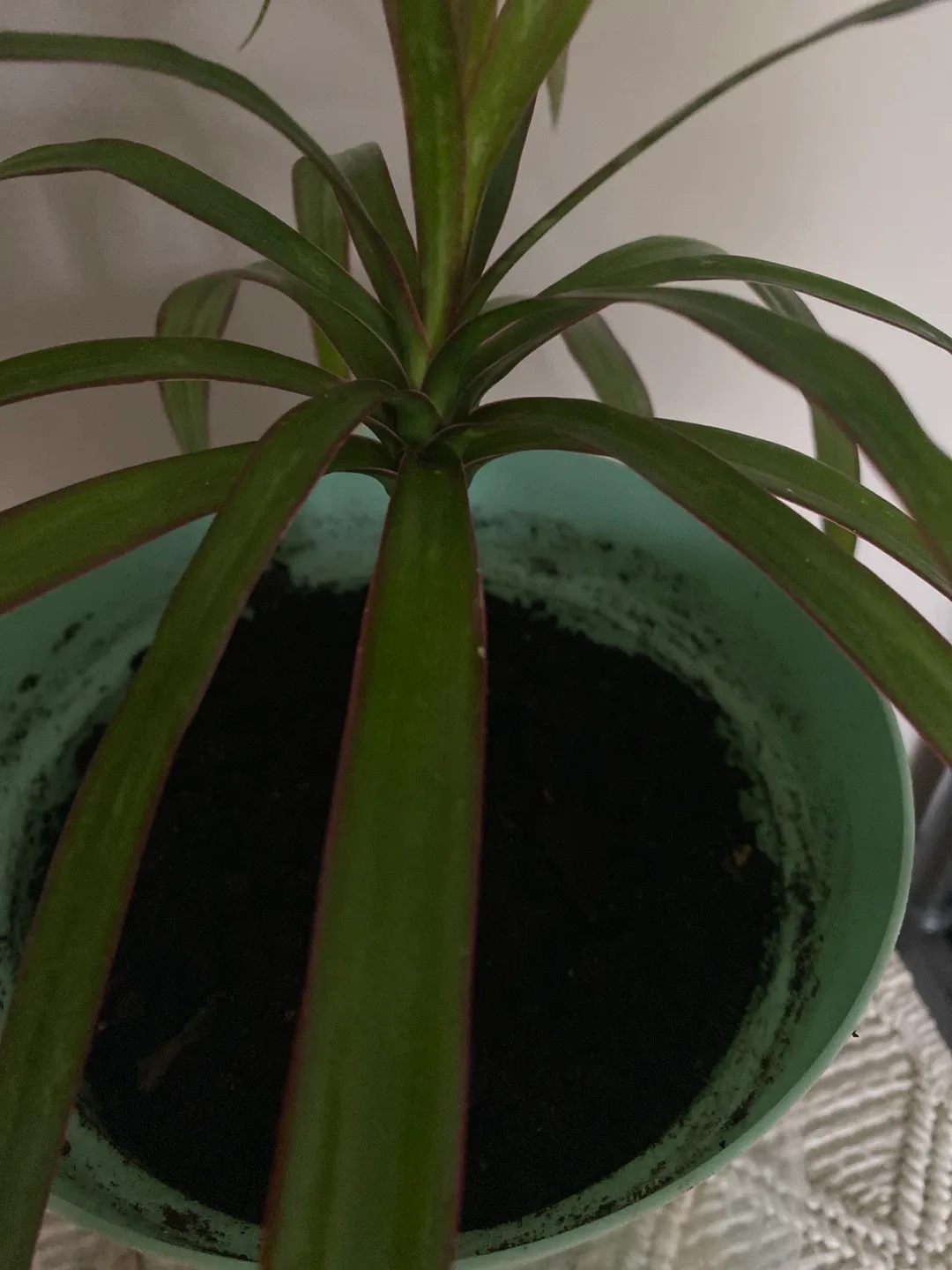 Potted Dracaena Marginata Plant image indicator(3)