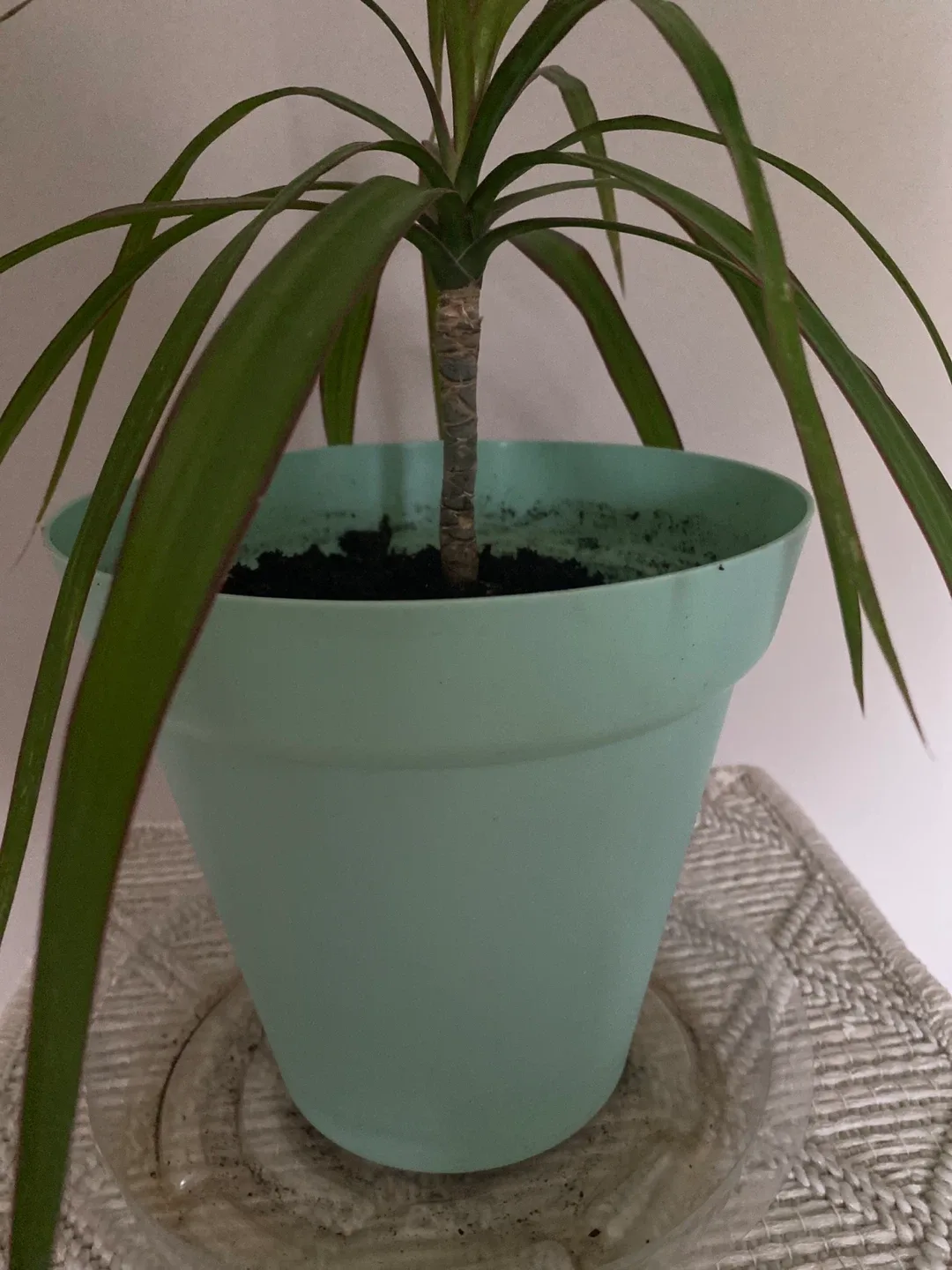 Potted Dracaena Marginata Plant image indicator(4)