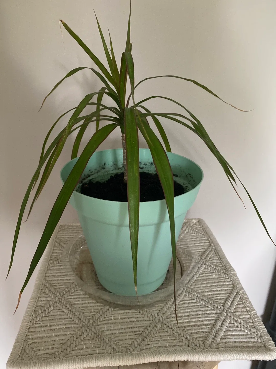 Potted Dracaena Marginata Plant image indicator(2)