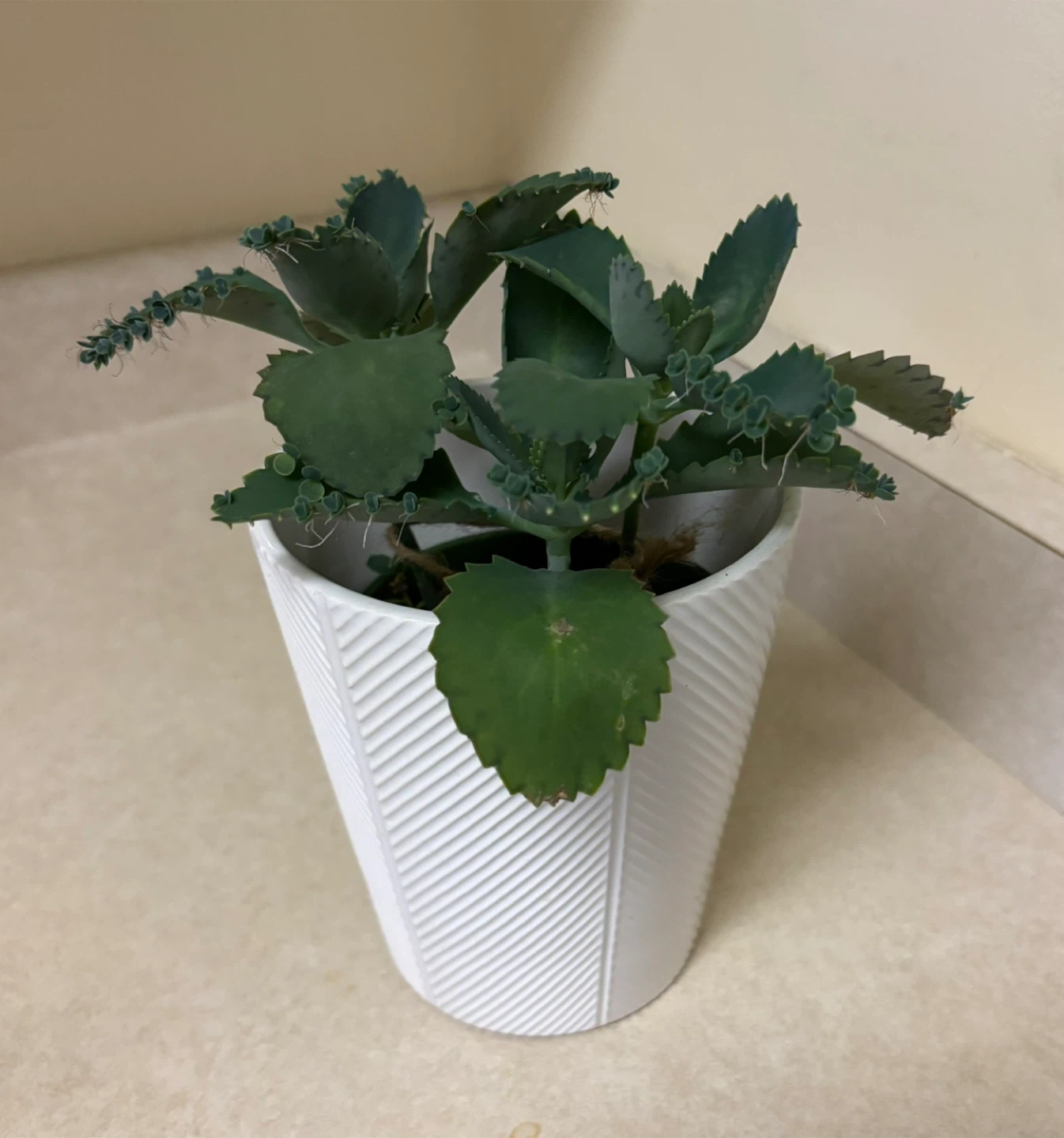 Mother of Thousands Plant - photo 2