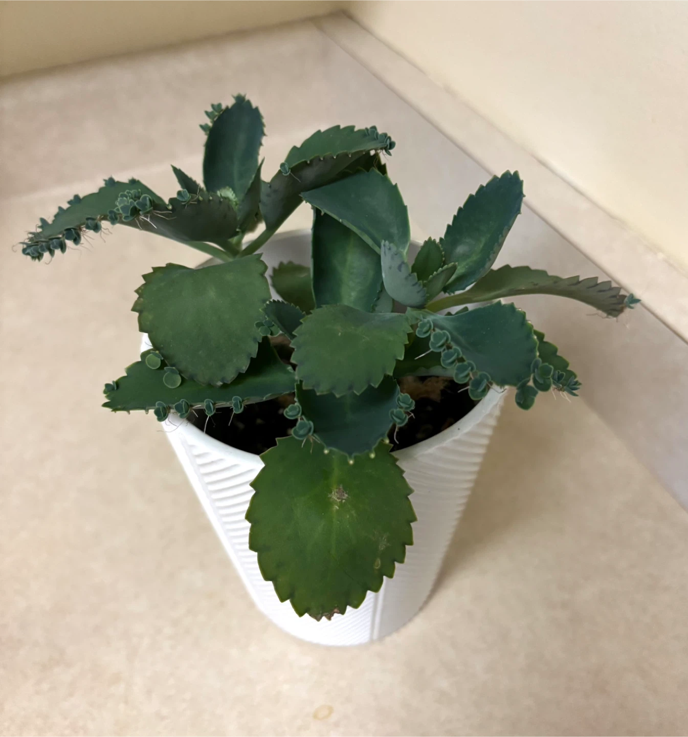 Mother of Thousands Plant