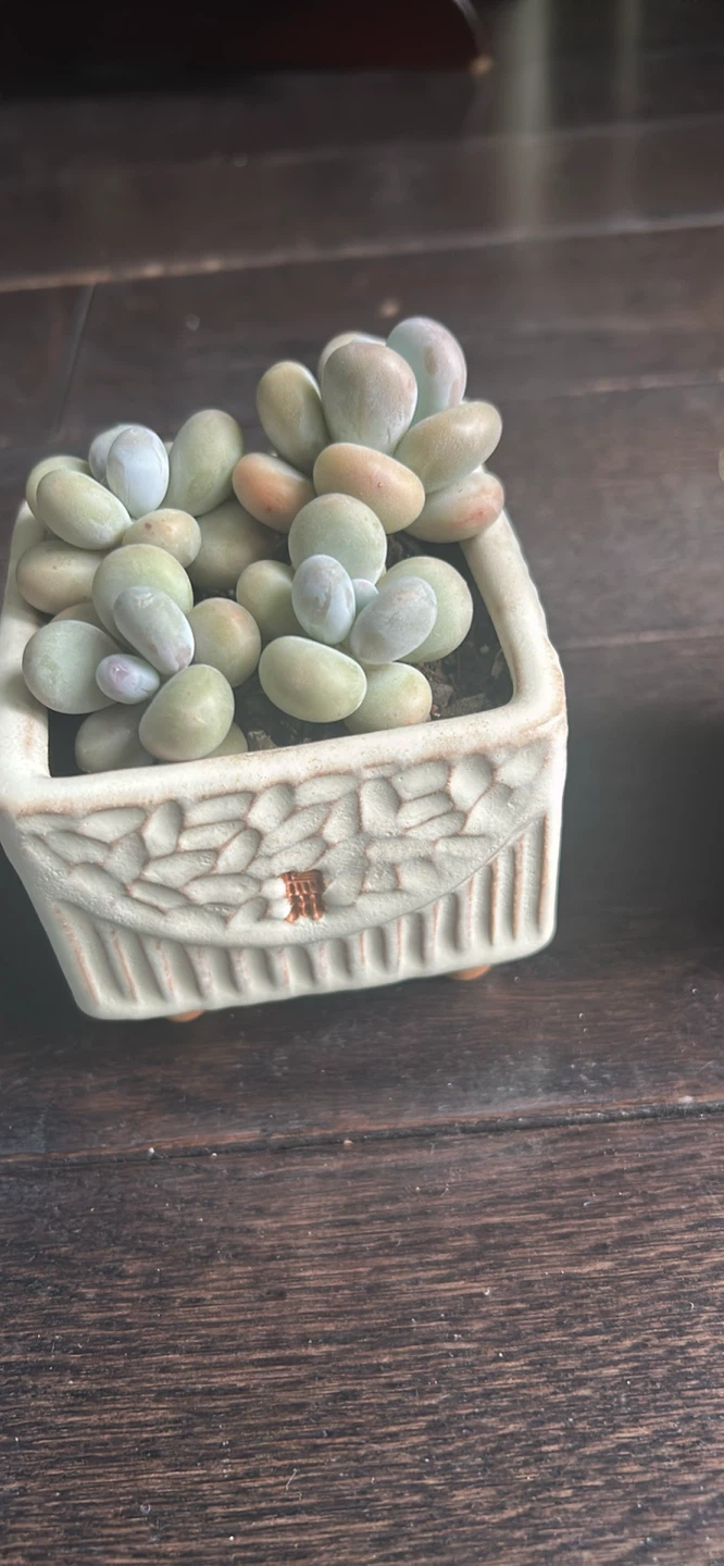 Mature succulents ($25 and up) - photo 2