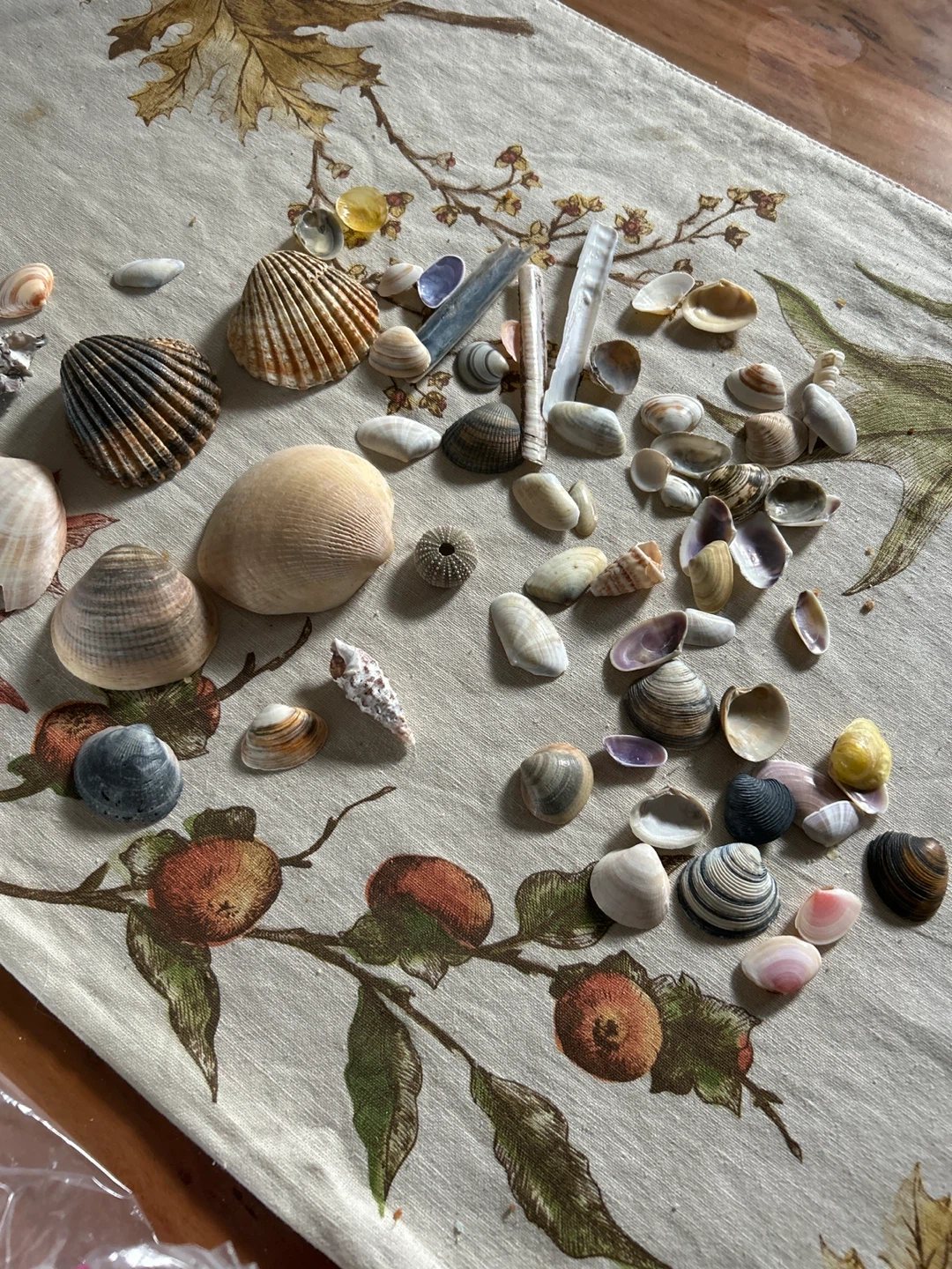Seashell Collection