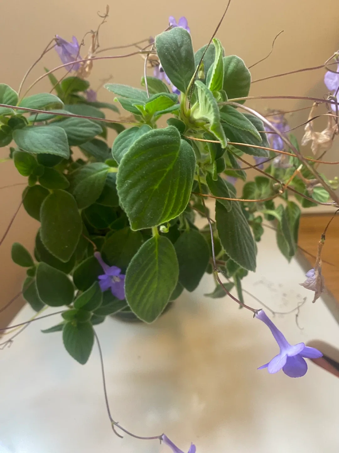 Nodding Violet image indicator(3)