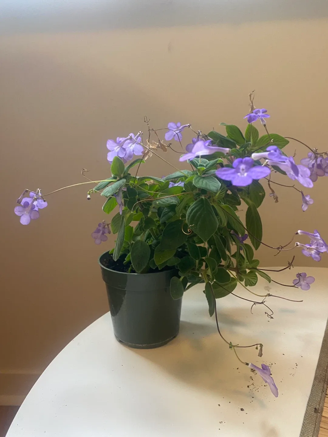 Nodding Violet image indicator(4)