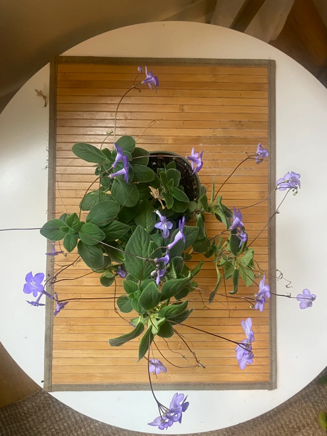 Nodding Violet image indicator(5)