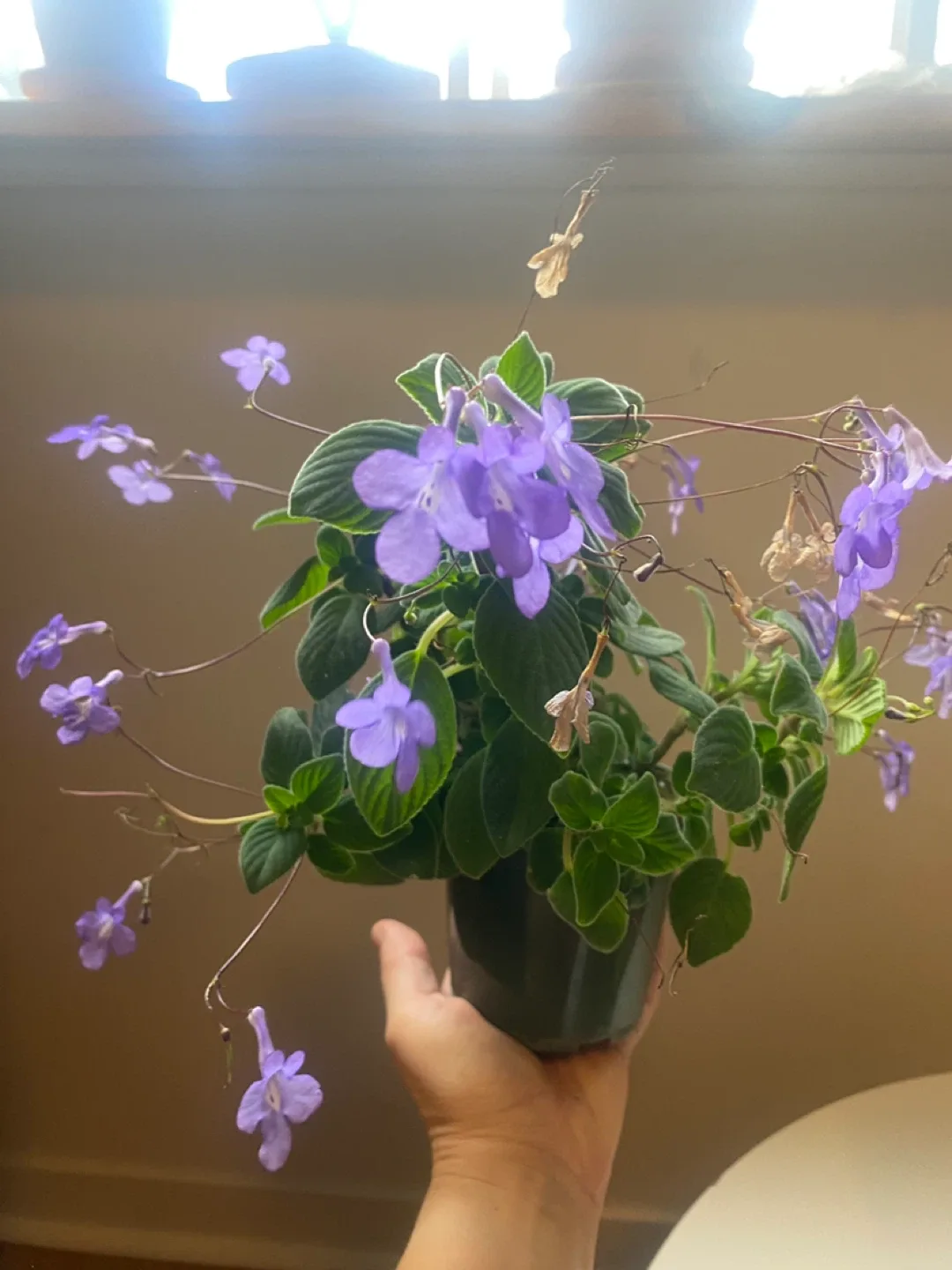 Nodding Violet image indicator(2)