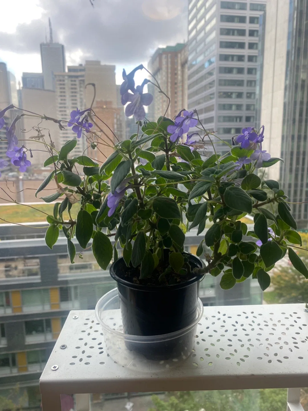 Nodding Violet image indicator(6)