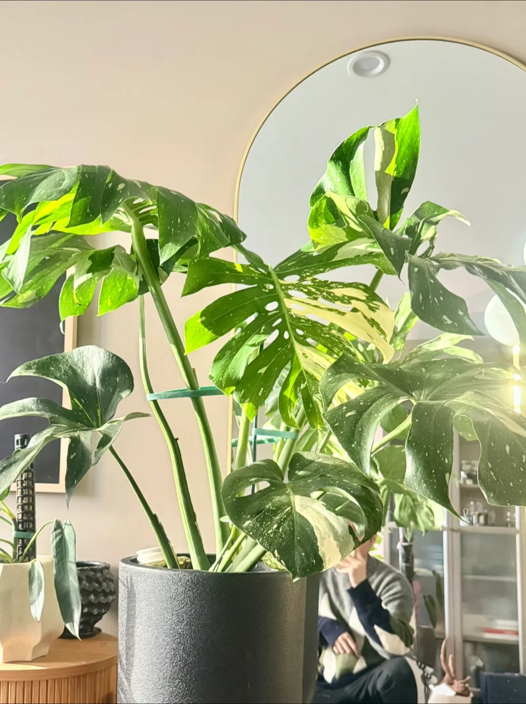 huge size Monstera Thai Constellation with planter image indicator(3)