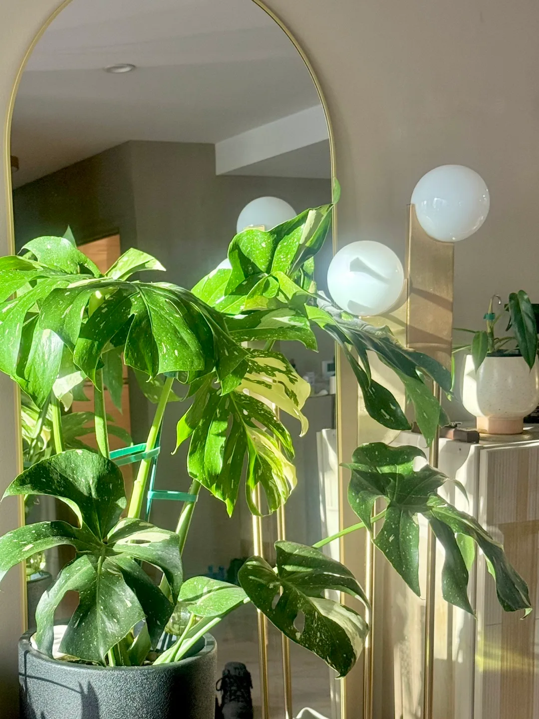 huge size Monstera Thai Constellation with planter image indicator(5)