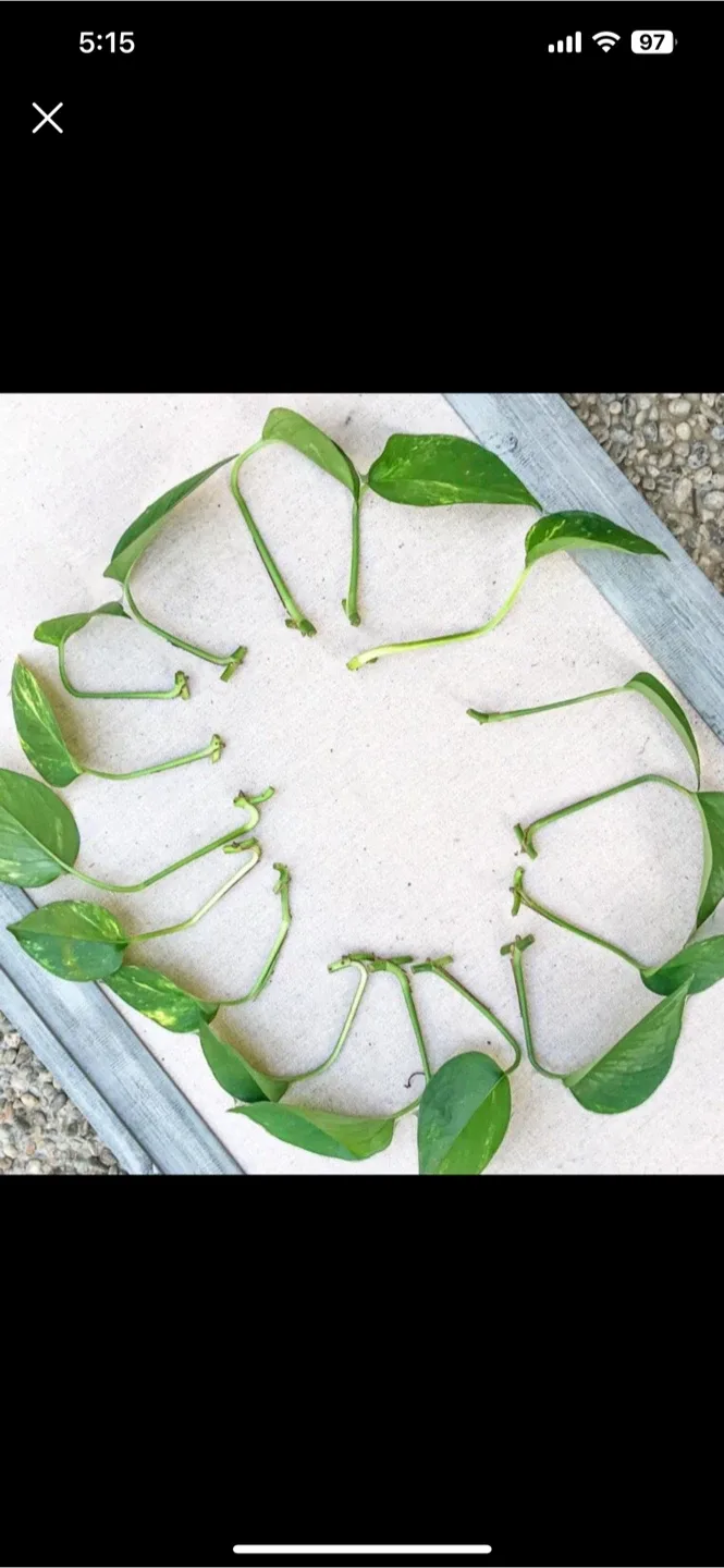 Pothos Plant Cuttings