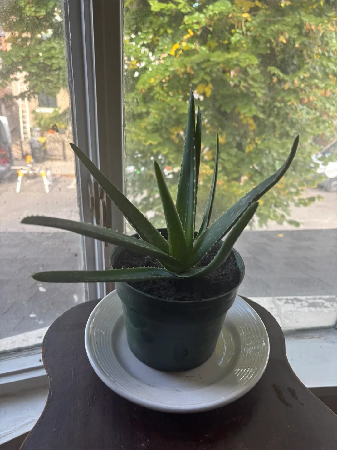 Aloe Vera Plant thumbnail