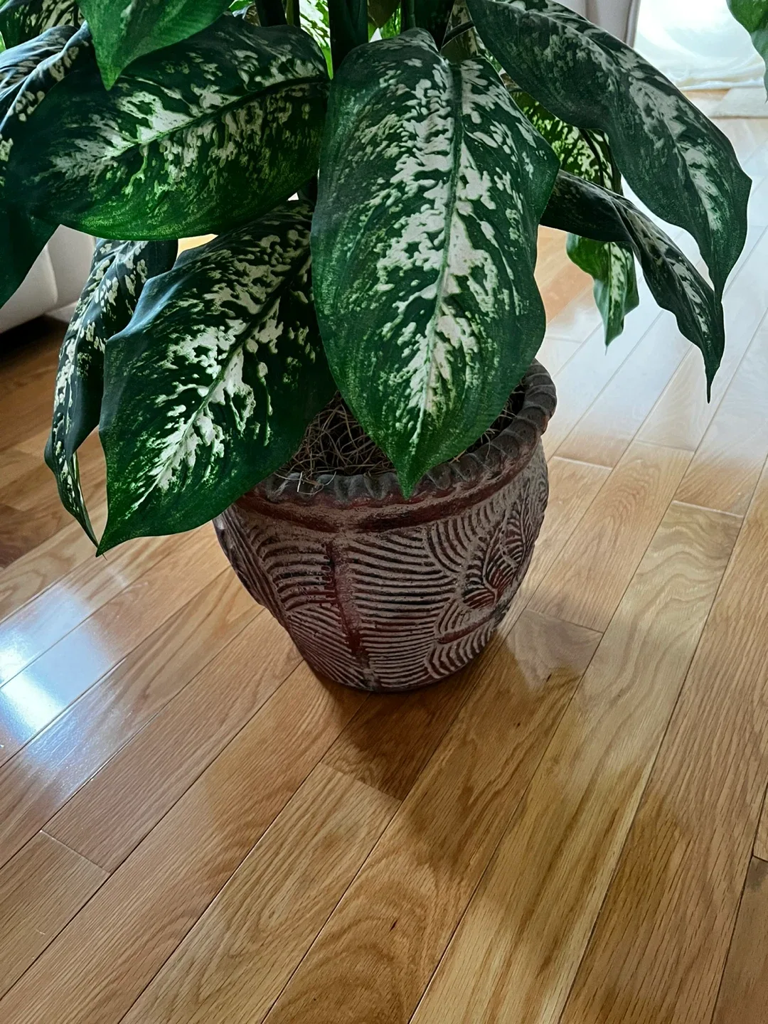 Dieffenbachia Plant image indicator(2)