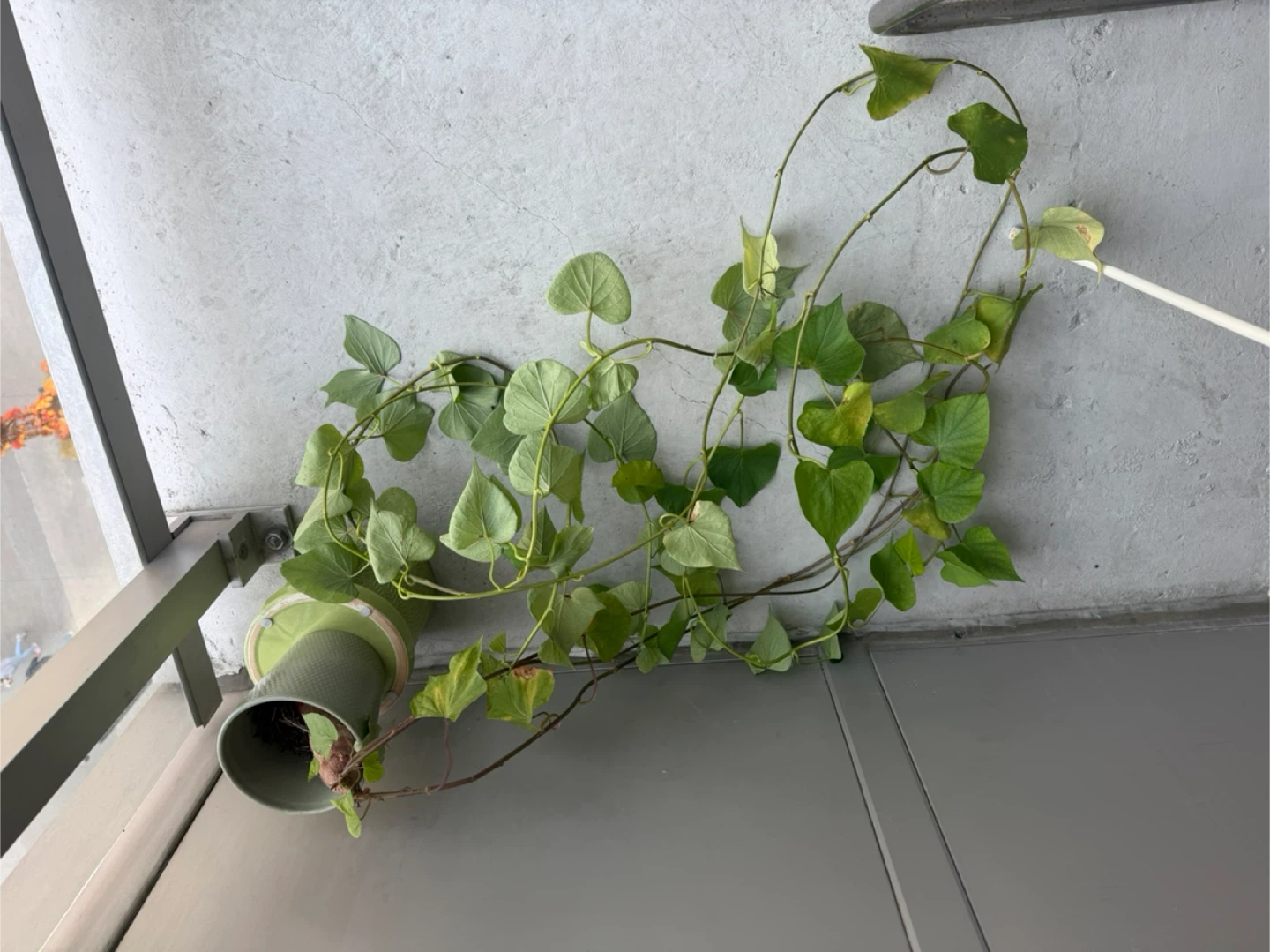 Sweet potato plant