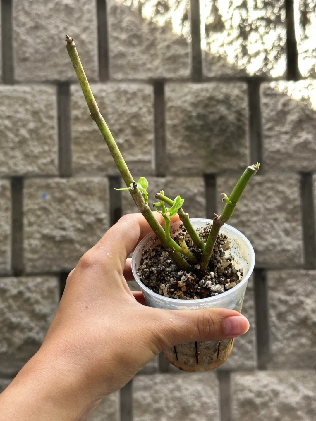 Pepperomia Plant #freecycle thumbnail