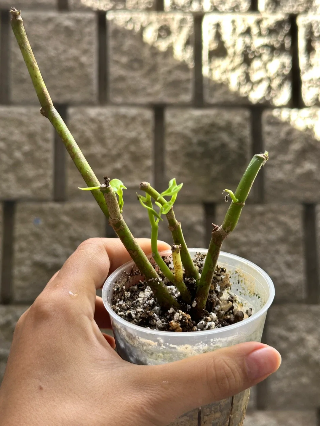 Pepperomia Plant #freecycle image indicator(2)