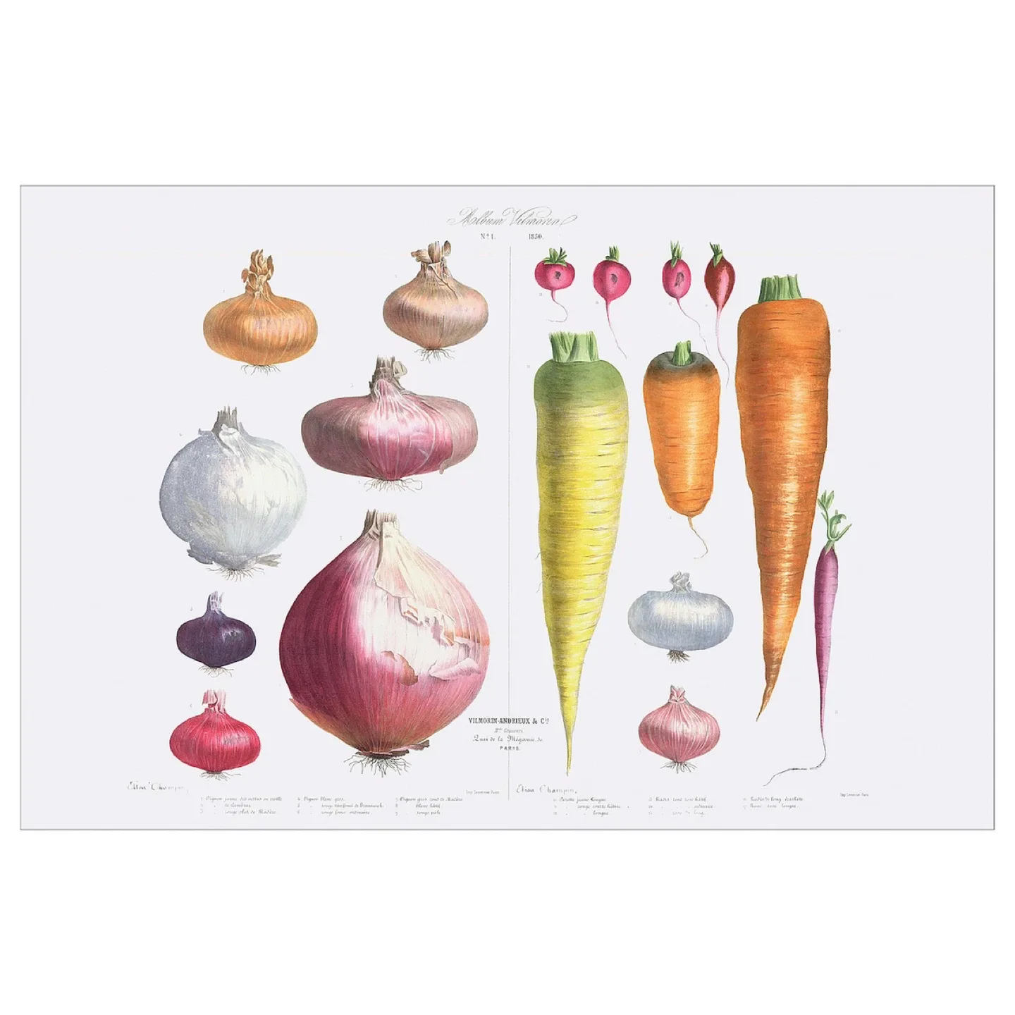 Moving Sale | IKEA PJÄTTERYD Vegetable Print Wall Art image indicator(4)