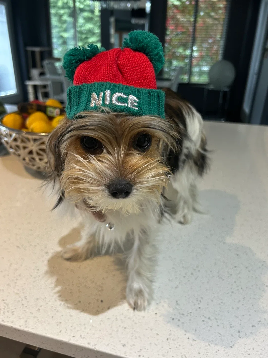 Merry & Bright Holiday Headpiece - Small Animal Accessory image indicator(2)