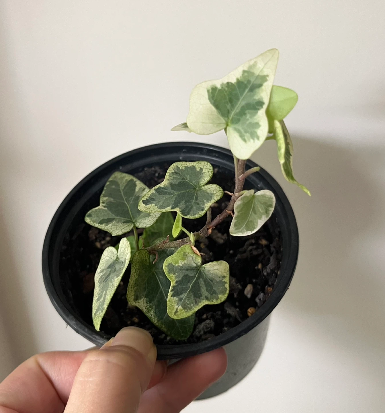 Variegated English Ivy Plant