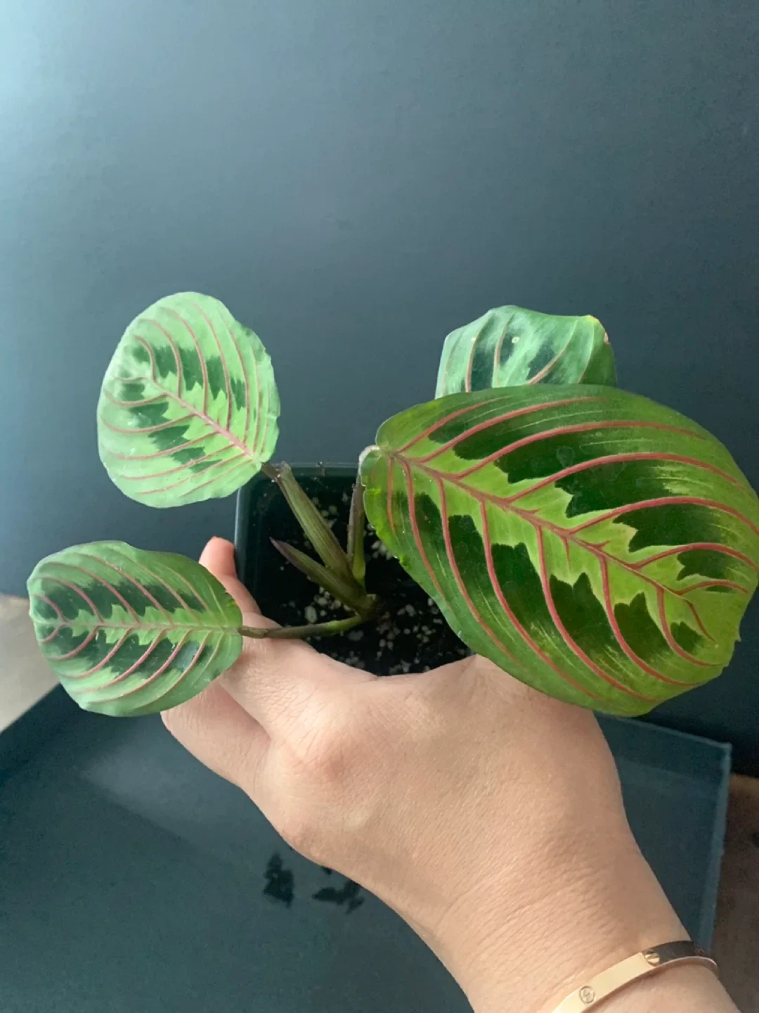 Herringbone Maranta Prayer Plant image indicator(4)