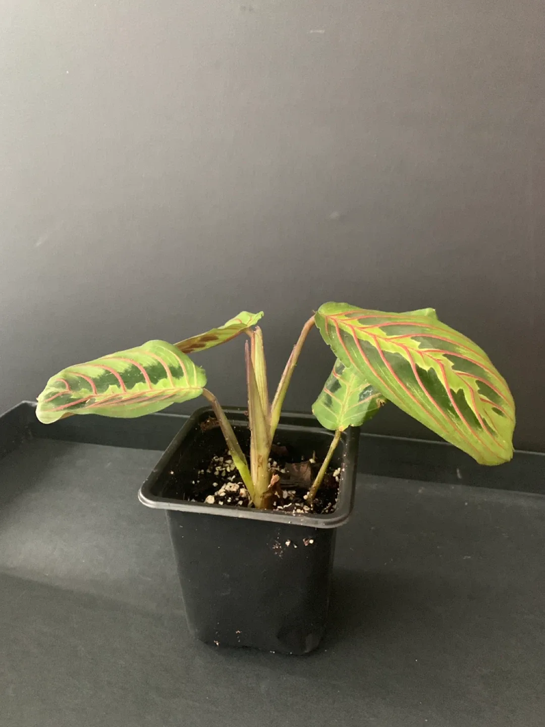 Herringbone Maranta Prayer Plant image indicator(3)