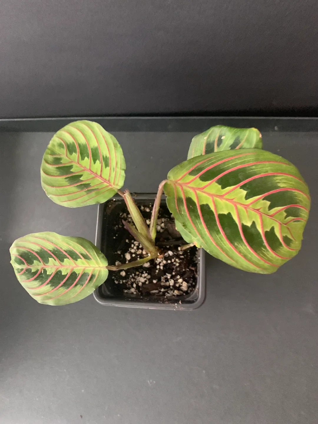 Herringbone Maranta Prayer Plant image indicator(2)