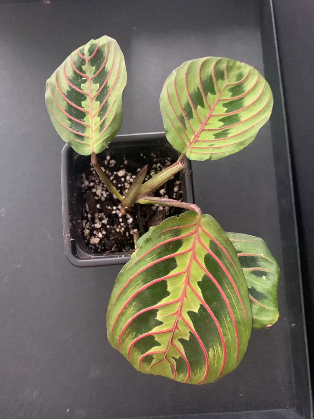 Herringbone Maranta Prayer Plant thumbnail
