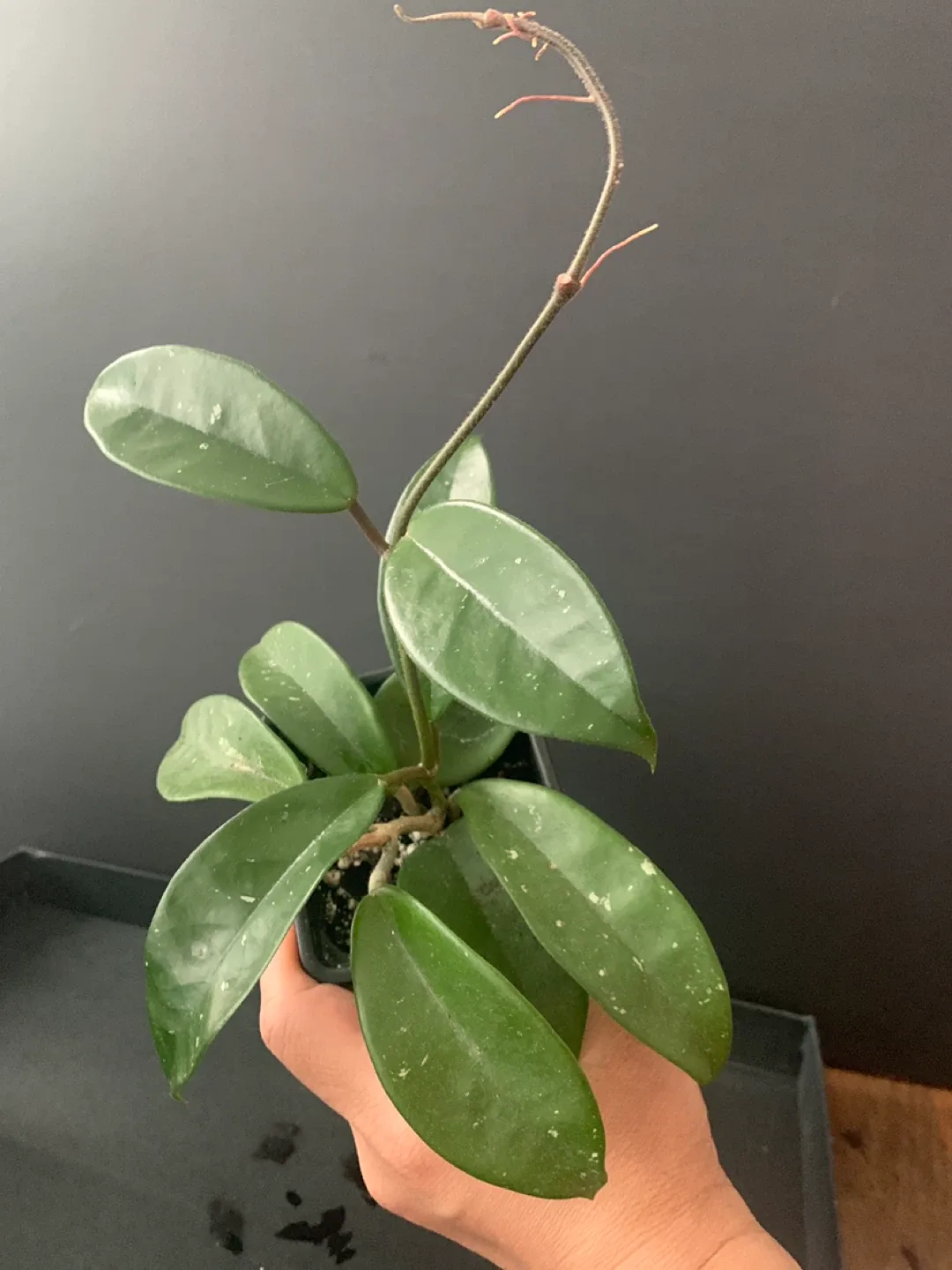 Hoya Carnosa Plant image indicator(4)